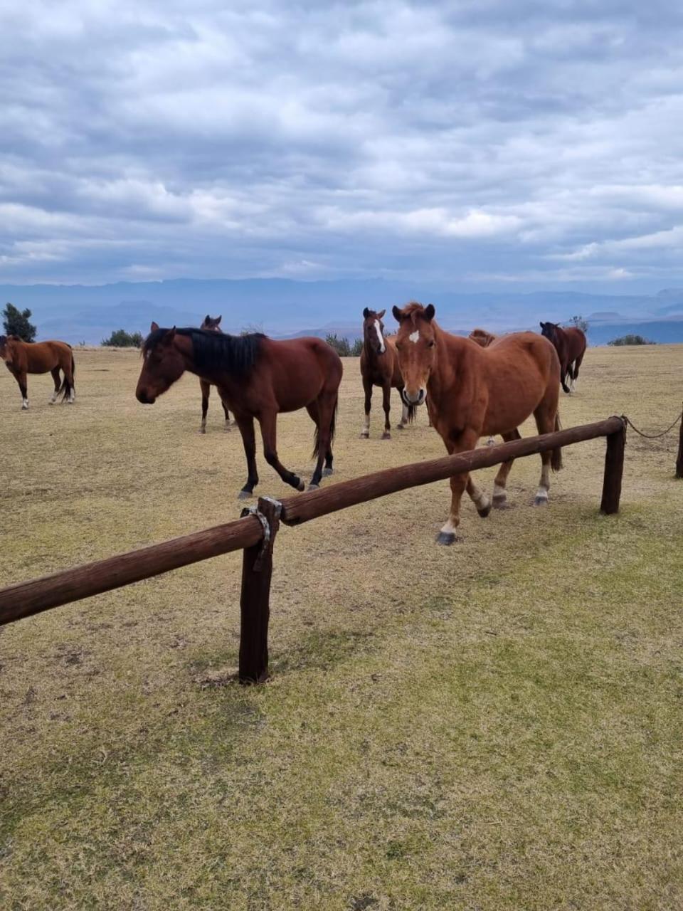 Drakensberg Mountain Retreat ξενώνας Bergville Εξωτερικό φωτογραφία